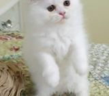 Beautiful Minuet Kitten For sale