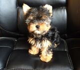 Tea Cup Yorkie Puppies For sale