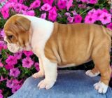 English Bulldog Puppies for Sale